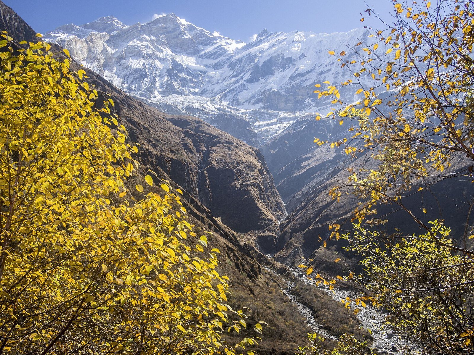 A mountain valley in Myagdi District, Nepal, showing the Miristi Khola river winding below snow-capped Annapurna peaks, framed by autumn yellow leaves.