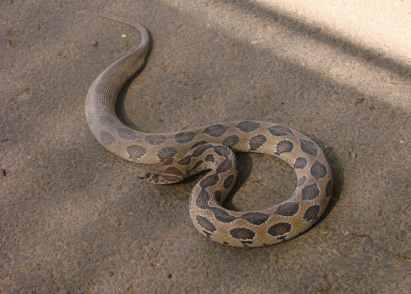 A close-up photograph of a Russell's viper, a patterned venomous snake coiled on the ground.